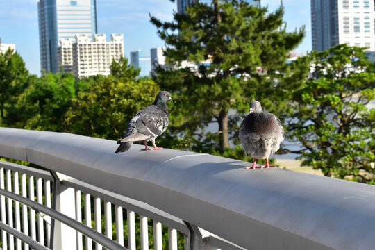 橋の歩道の手すりに仲良しの鳩がいました。平和で愛のある幸せな時間を過ごしています。