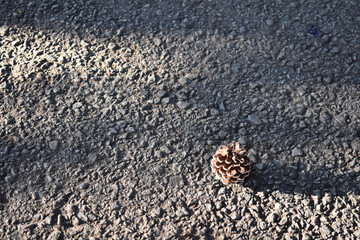 暑い夏の日、道路に松ぼっくりがありました。