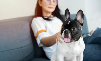 Black and white French bulldog looking forward while feeling pleasant emotions near his female owner.