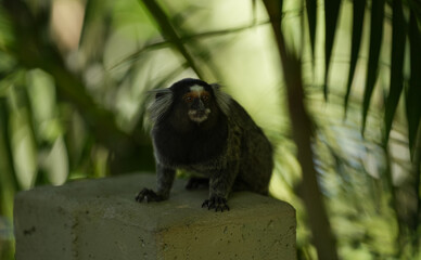 Close up photo of a small tiny monkey in Rio de Janeiro. Wildlife in the middle of the city.