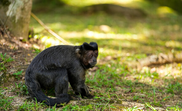 Close up photo of a small tiny monkey in Rio de Janeiro. Wildlife in the middle of the city.