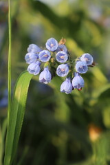 close up of wild blue flower