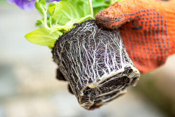 Plant transplant. The structure of the root system. Petunia. Female hands in gloves transplant a young plant. Close-up.