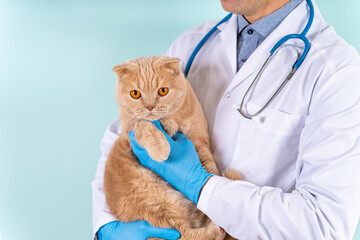 Cute scottish fold cat in the arms of a veterinarian on blue background. chipping animals. Pet check and vaccination. Veterinary clinic, vet care, animal hospital banner. Special vet offer
