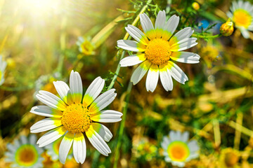 White daisies or chamomile flowers on a meadow in sunny day. Nature background