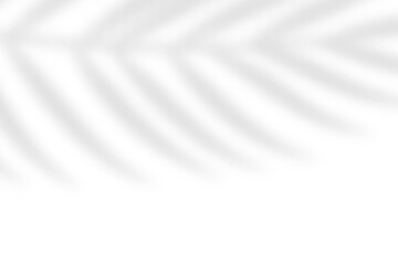 Fototapeta premium Tropical blurred leaf. Light overlay transparent effect.