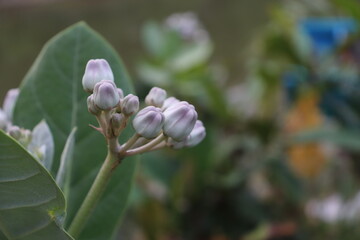white jamaica flowers, some have bloomed, some are still small