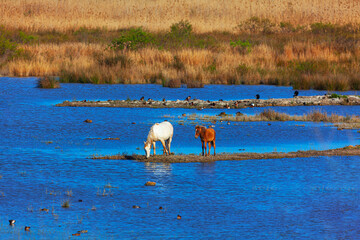 Horses on the wetland . Wild horses at nature reserve