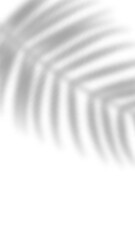 Fototapeta premium Tropical blurred leaf. Light overlay transparent effect.