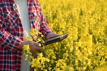 In a rapeseed field, a farmer checks flowering rapeseed plants and makes notes on a tablet. 