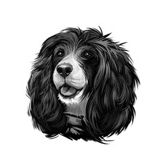Russian Spaniel dog portrait isolated on white. Digital art illustration for web, t-shirt print and puppy food cover design. Rosyjski Spaniel, cross breeding English Cocker and Springer Spaniels.