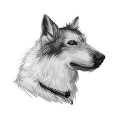 Saarloos Wolfdog dog portrait isolated on white. Digital art illustration for web, t-shirt print and puppy food cover design. Saarloos wolfhound, crossing of German Shepherd and Eurasian wolf.