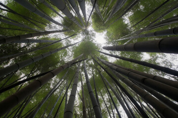 Obraz na płótnie Canvas Bamboo growth look from below