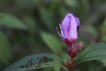 wild plants keumiki flower in purple and green leaves