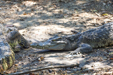 The thai crocodile rest on the garden