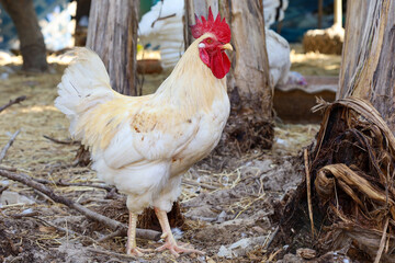 The Rhode Island is stand up in garden at thailand