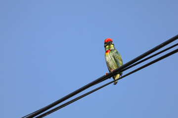 The colorful Oriole bird on power line at thailand