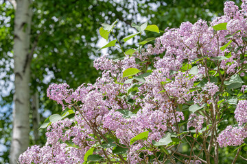 満開のライラックの花 / Lilacs in full bloom