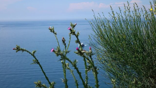 The wind sways the stems of the cotton thistle and the branches of the spartium junceum against the background of the sea and a sailing motor boat