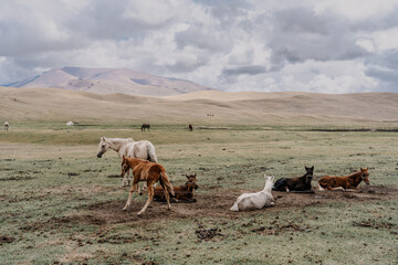 herd of horses in the plains of kirgystan