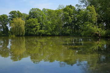 Nature at the pond Pionierteich in Akademiepark, Wiener Neustadt, Lower Austria, Austria, Europe, Central Europe

