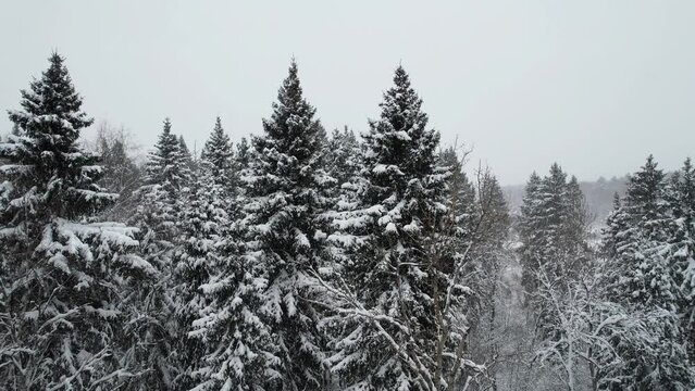 Aerial Drone Footage View, 4K: Flight among the snow-covered firs in the winter forest during a snowfall