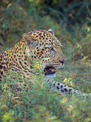 Fototapeta na wymiar Portrait of a Leopard