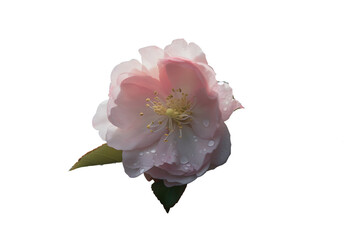 Flower. png . ai