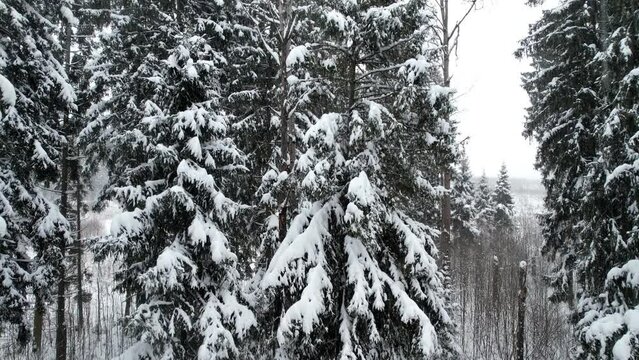 Aerial Drone Footage View, 4K: Drone takes off among the snow-covered fir trees in the winter forest during a snowfall