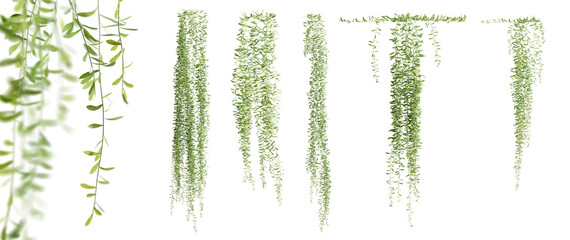 Set of Vernonia Elliptica creeper plant, vol. 1, isolated on transparent background. 3D render.