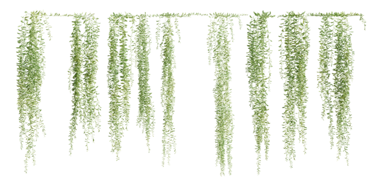 Set of Vernonia Elliptica creeper plant, vol. 2, isolated on transparent background. 3D render.