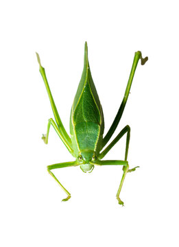 Giant katydid (Stilpnochlora couloniana) isolated on white background, - Picture Insect