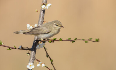 Willow warbler in early spring at a wetland 