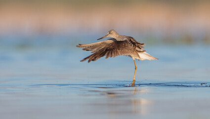 Common Greenshank feeding at a wetland in spring on a migration way