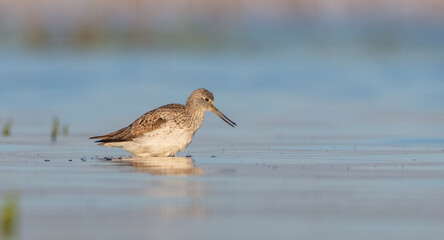 Common Greenshank feeding at a wetland in spring on a migration way