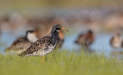 Ruff - male bird at a wetland on the mating season in spring