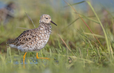 Ruff - male bird at a wetland on the mating season in spring