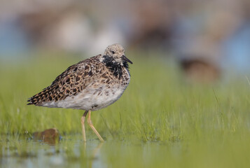 Ruff - male bird at a wetland on the mating season in spring