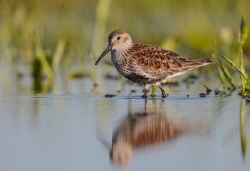 Dunlin - adult bird at a wetland on the spring migration 
