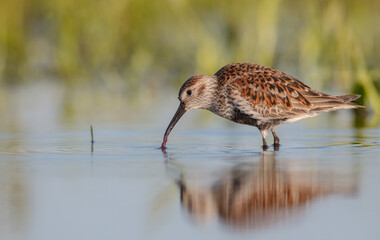 Dunlin - adult bird at a wetland on the spring migration 
