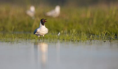 Black-headed Gull - at the mating season in spring at a wetland