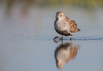 Dunlin - adult bird at a wetland on the spring migration 