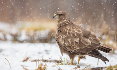 Common Buzzard in early spring at a wet forest