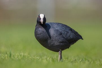 Eurasian coot - adult bird in spring