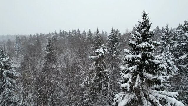 Aerial Drone Footage View, 4K: Flight over a snowy forest during a snowfall. Fir branches covered with snow