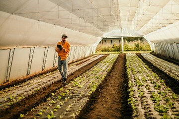 Agriculture, greenhouse farming man on a tablet, monitor plant growth or harvest time.