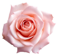 Pink rose macro, top view. Isolated on a transparent background. KI. 