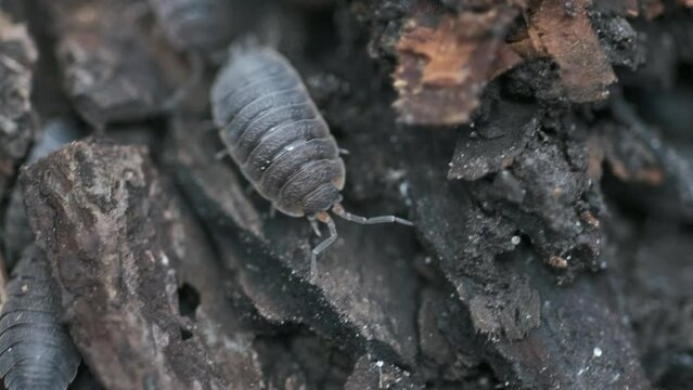 macro footage of woodlouse insects moving on dead tree trunk
