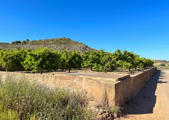Fototapeta premium Blossoming orange in spring season. Tangerine plantation in farming village. Tree vith Green leaves in farmer field. Spain farm land. Orange tree in farm field. Orange citrus trees fruits in garden..