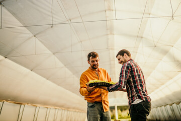 Two men working in the greenhouse taking care of plants organic farm sustainable living. concept real people